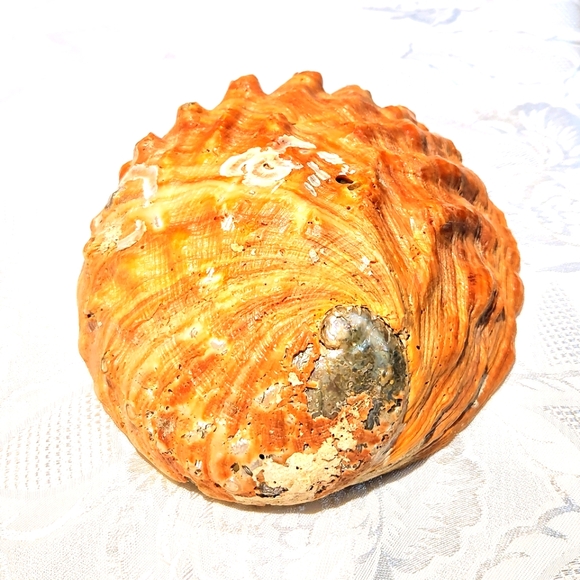 Big red Abalone Shell - Picture 1 of 9